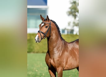 Zangersheide, Stallone, 8 Anni, 166 cm, Baio