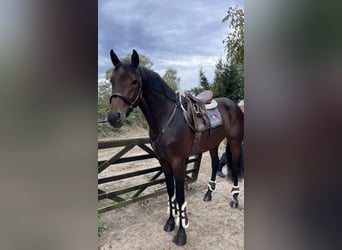 Zangersheide, Stallone, 5 Anni, 168 cm, Baio