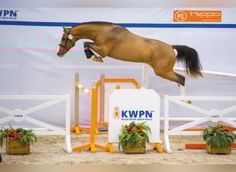 Zangersheide, Stallone, 6 Anni, 170 cm, Baio