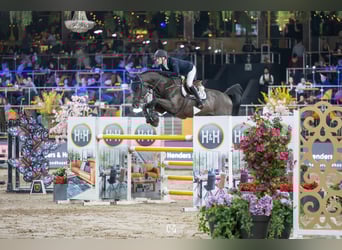 Zangersheide, Stallone, 9 Anni, 172 cm, Morello