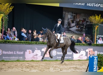 Zangersheide, Stallone, 9 Anni, 172 cm, Morello