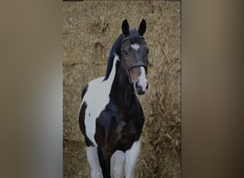 Zangersheide, Stallone, 12 Anni, 165 cm, Pezzato