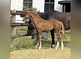 Zangersheide, Stallone, Puledri (04/2025), 125 cm, Sauro