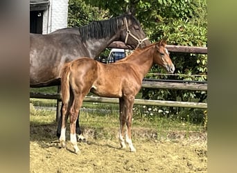 Zangersheide, Stallone, Puledri (04/2025), 125 cm, Sauro