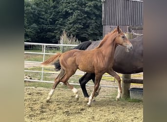 Zangersheide, Stallone, Puledri (04/2025), 125 cm, Sauro