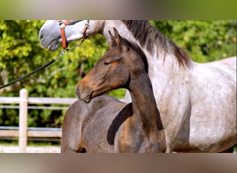 Zangersheide, Stallone, Puledri (05/2026), 170 cm, Grigio