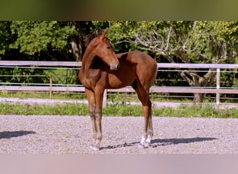 Zangersheide, Stallone, Puledri (05/2026), 175 cm, Baio