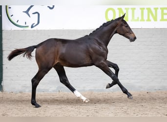 Zangersheide, Stallone, Puledri (04/2026), Baio