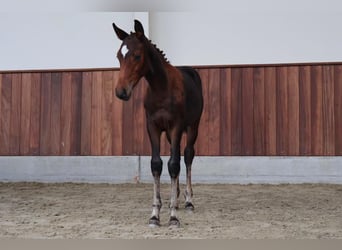 Zangersheide, Stallone, Puledri (06/2026), Baio