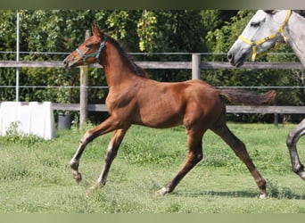Zangersheide, Stallone, Puledri (06/2026), Baio