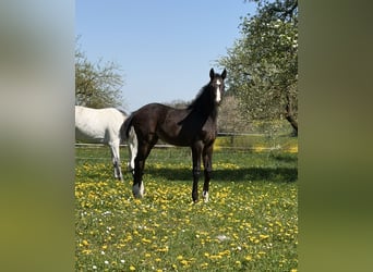 Zangersheide, Stallone, Puledri (02/2026), Grigio