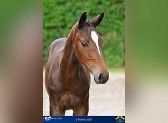 Zangersheide, Stallone, Puledri (03/2026), Sauro scuro