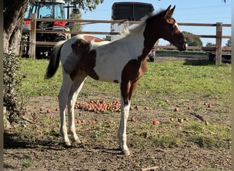 Zangersheide Mix, Stallone, Puledri (06/2026), Tobiano-tutti i colori