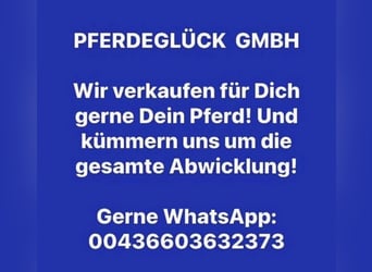 Zangersheide, Wałach, 10 lat, 170 cm, Gniada