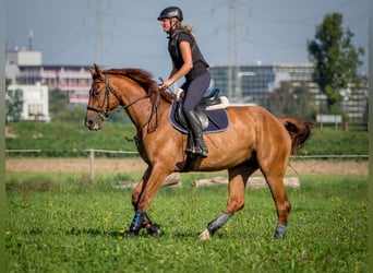 Zangersheide, Wałach, 15 lat, 171 cm, Kasztanowata