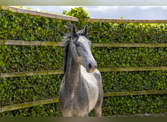 Zangersheide, Wałach, 2 lat, 161 cm