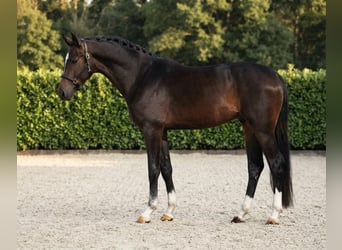 Zangersheide, Wałach, 2 lat, 167 cm, Gniada