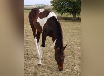 Zangersheide, Wałach, 3 lat, 157 cm, Srokata