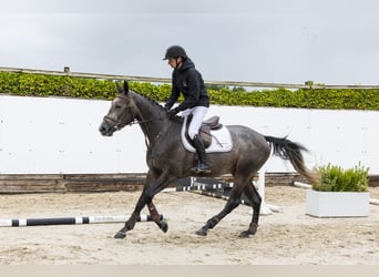 Zangersheide, Wałach, 3 lat, 162 cm, Siwa