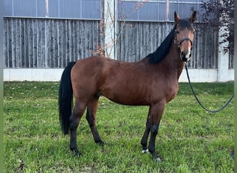 Zangersheide, Wałach, 3 lat, 164 cm, Gniada