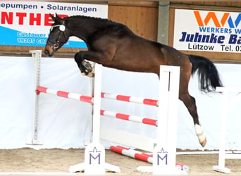 Zangersheide, Wałach, 3 lat, 166 cm, Ciemnogniada