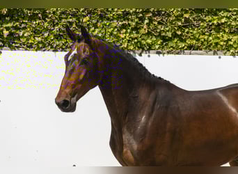 Zangersheide, Wałach, 3 lat, 166 cm