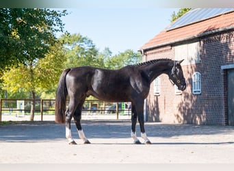 Zangersheide, Wałach, 3 lat, 167 cm, Kara
