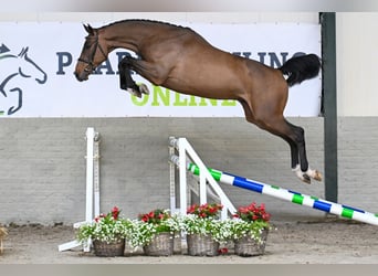 Zangersheide, Wałach, 3 lat, 168 cm, Gniada