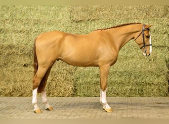 Zangersheide, Wałach, 3 lat, 175 cm, Kasztanowata