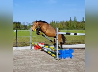 Zangersheide, Wałach, 4 lat, 148 cm, Cremello