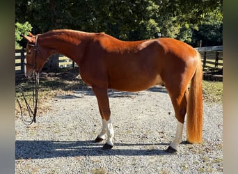 Zangersheide, Wałach, 4 lat, 160 cm, Ciemnokasztanowata