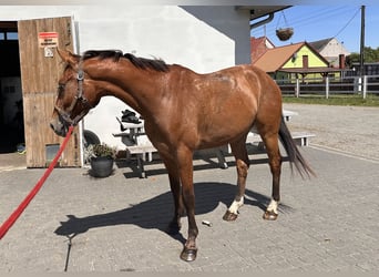 Zangersheide, Wałach, 4 lat, 164 cm, Gniada