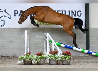 Zangersheide, Wałach, 4 lat, 165 cm, Gniada