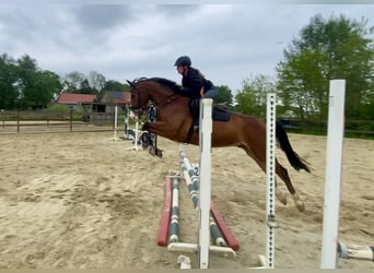Zangersheide, Wałach, 4 lat, 165 cm, Gniada