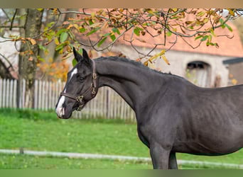 Zangersheide, Wałach, 4 lat, 165 cm, Kara