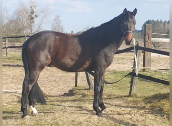 Zangersheide, Wałach, 4 lat, 166 cm, Gniada