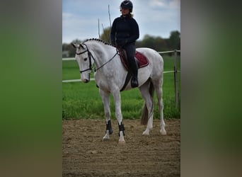 Zangersheide, Wałach, 4 lat, 166 cm, Siwa