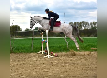 Zangersheide, Wałach, 4 lat, 166 cm, Siwa