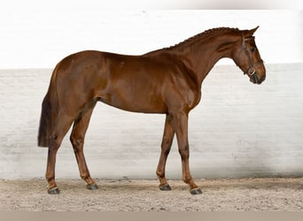 Zangersheide, Wałach, 4 lat, 167 cm