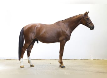 Zangersheide, Wałach, 4 lat, 170 cm, Kasztanowata