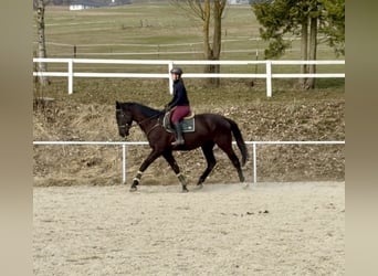 Zangersheide, Wałach, 4 lat, 178 cm, Kara