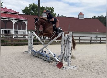 Zangersheide, Wałach, 5 lat, 160 cm, Ciemnokasztanowata