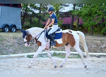 Zangersheide, Wałach, 5 lat, 164 cm, Srokata