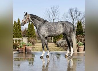 Zangersheide, Wałach, 5 lat, 167 cm, Siwa