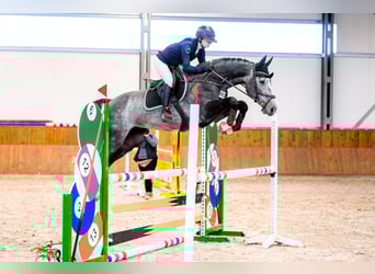 Zangersheide, Wałach, 5 lat, 167 cm, Siwa