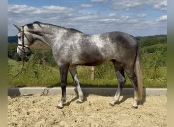 Zangersheide, Wałach, 5 lat, 168 cm, Siwa