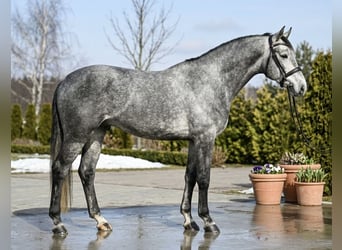 Zangersheide, Wałach, 5 lat, 168 cm, Siwa