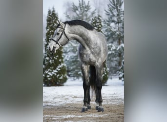 Zangersheide, Wałach, 5 lat, 168 cm, Siwa