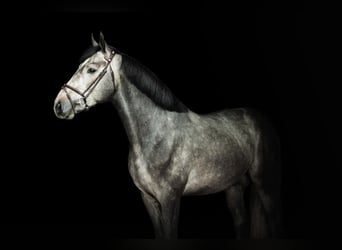 Zangersheide, Wałach, 5 lat, 169 cm, Siwa