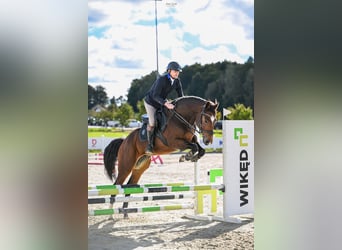 Zangersheide, Wałach, 5 lat, 170 cm, Ciemnogniada